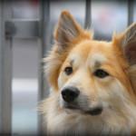 Cómo limpiar las orejas a tu perro con vinagre y agua limpiar las orejas a tu perro