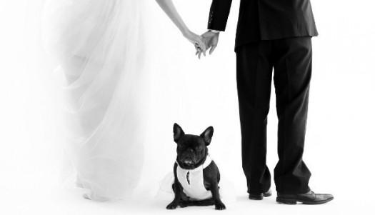 mascotas en el casamiento