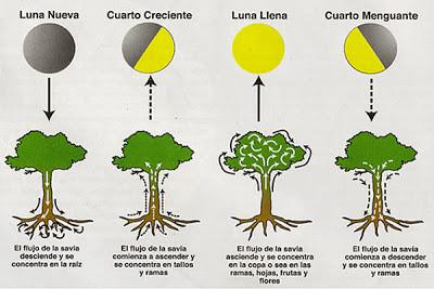 Las Plantas y Fases Lunares