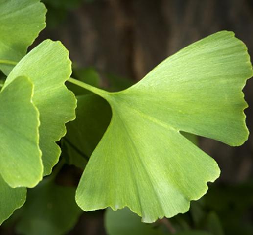 PROPIEDADES DEL GINKGO BILOBA