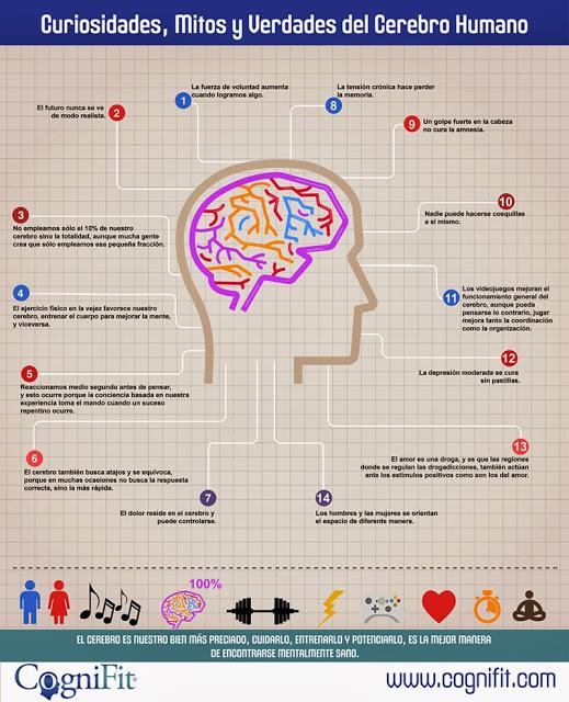 14 curiosidades, mitos y verdades del cerebro humano