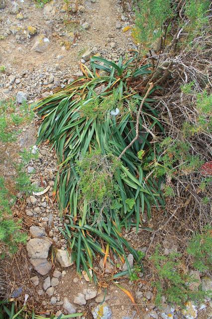 Lista de plantas de Isla Grosa (Murcia) con algunas sorpresas