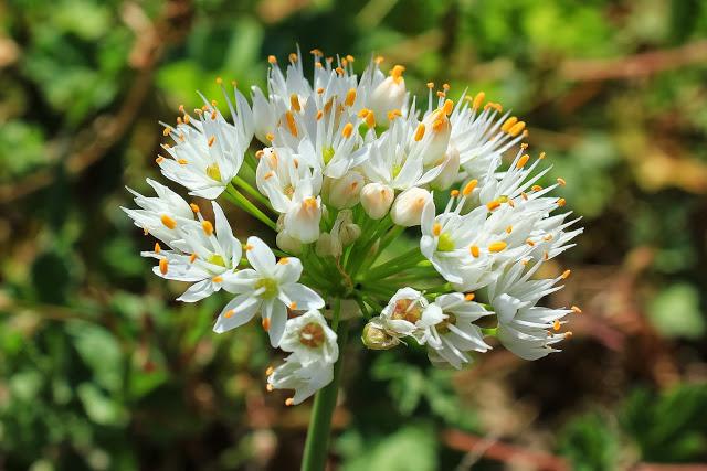 Lista de plantas de Isla Grosa (Murcia) con algunas sorpresas