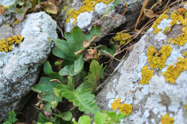 Lista de plantas de Isla Grosa (Murcia) con algunas sorpresas