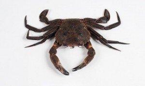 Mariscos: Crustáceos de cuerpo corto Necora