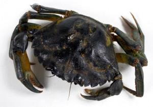 Mariscos: Crustáceos de cuerpo corto Cangrejo de mar