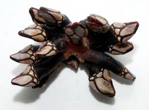 Mariscos: Crustáceos de cuerpo corto Percebes