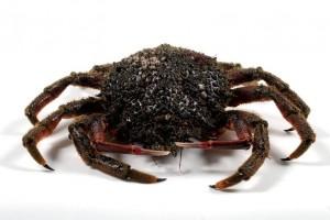 Mariscos: Crustáceos de cuerpo corto Centollo