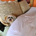 5 razones por las que tu perro no debería dormir contigo 5 razones por las que tu perro no debería dormir contigo