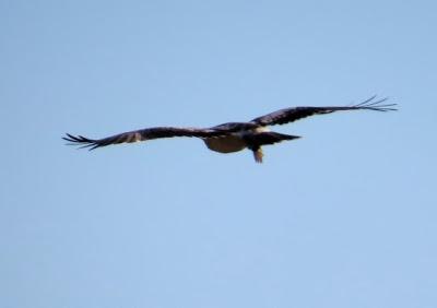 El lance del águila calzada