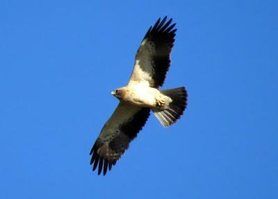 El lance del águila calzada