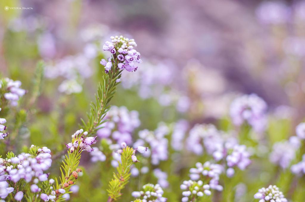 Juana y Victoria, sorpresa en una calurosa tarde en Madrid. Fotografía de Victoria Dinata