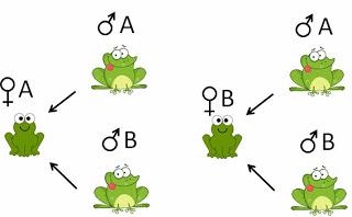 Los machos que compiten más entre ellos tienen mejor esperma Los machos que compiten más entre ellos tienen mejor esperma