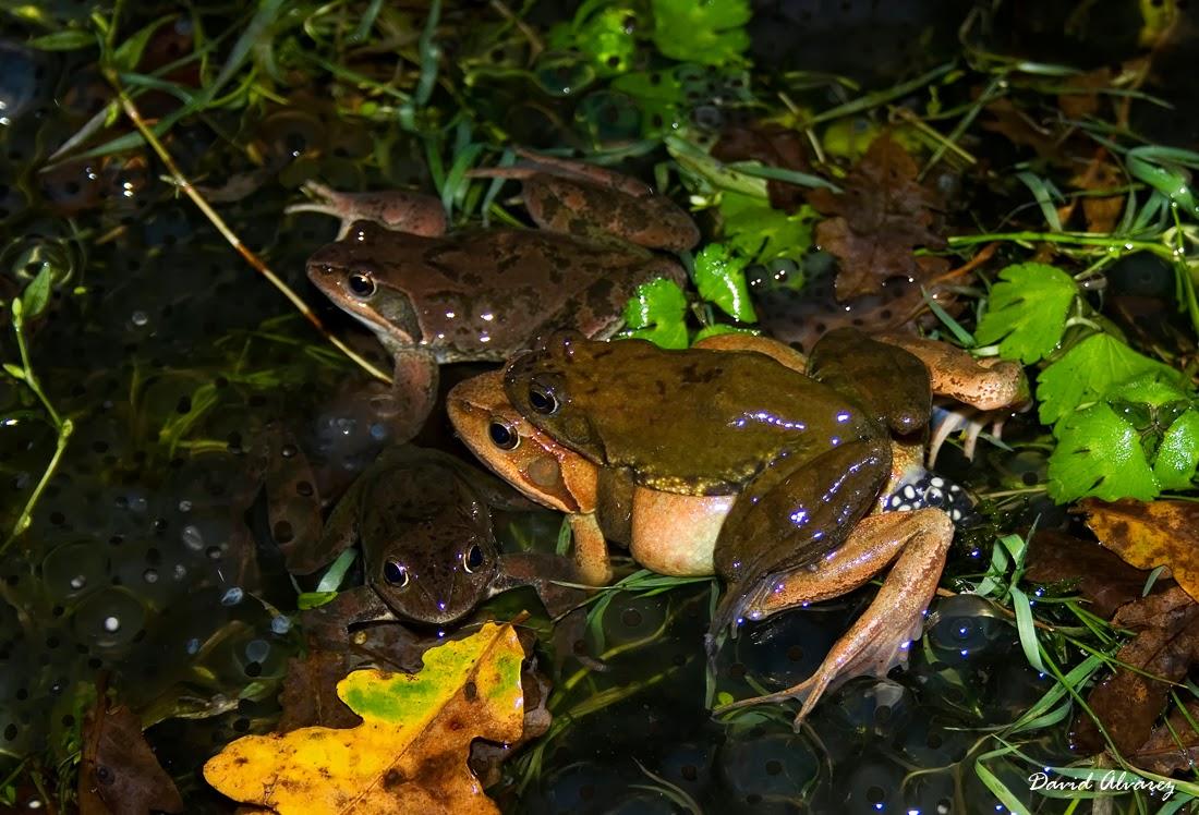 Los machos que compiten más entre ellos tienen mejor esperma Los machos que compiten más entre ellos tienen mejor esperma