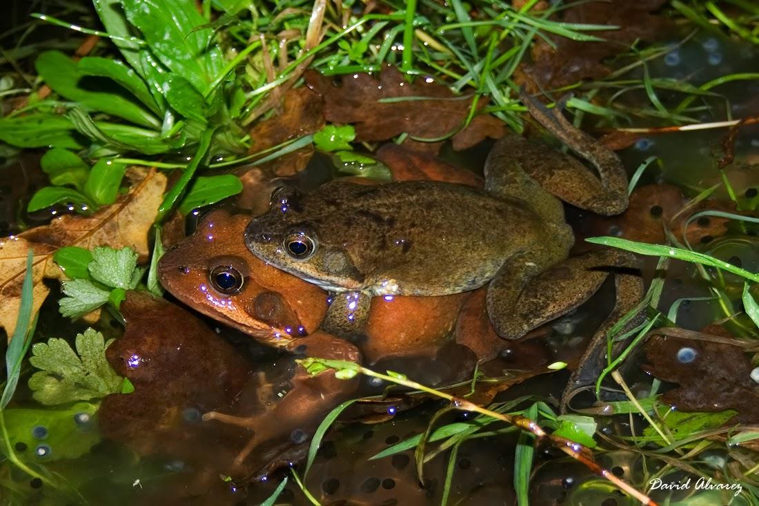 Los machos que compiten más entre ellos tienen mejor esperma Los machos que compiten más entre ellos tienen mejor esperma