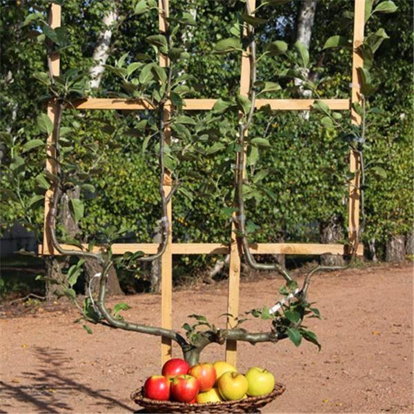 frutales-en-espaldera-para-jardines-pequeños-manzano