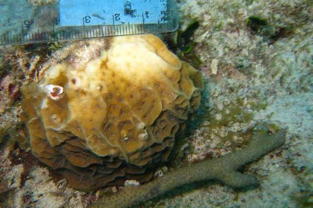 coral blanqueado coral blanqueado