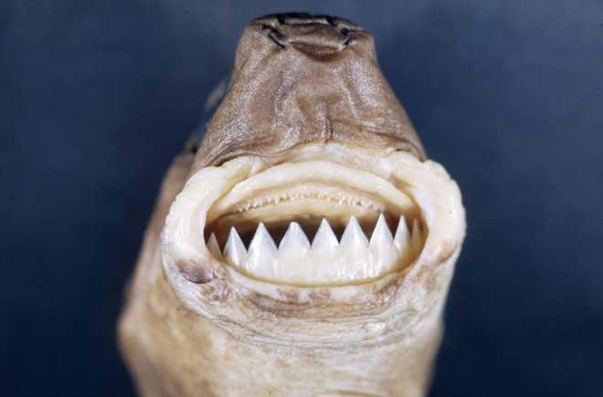 dientes de un tiburón cortador de galletas (Isistius brasiliensis)