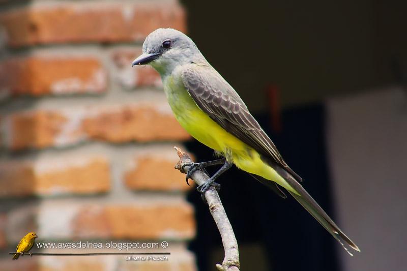 Suirirí real (Tropical Kingbird) Tyrannus melancholicus Suirirí real (Tropical Kingbird) Tyrannus melancholicus