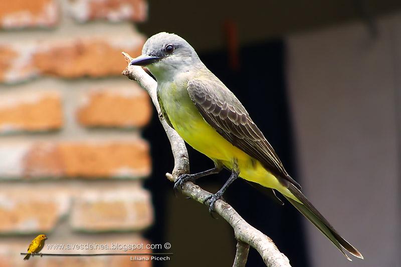 Suirirí real (Tropical Kingbird) Tyrannus melancholicus Suirirí real (Tropical Kingbird) Tyrannus melancholicus