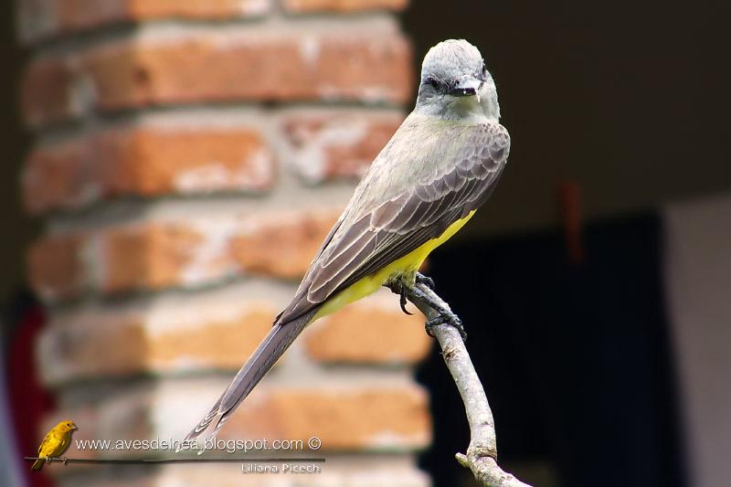Suirirí real (Tropical Kingbird) Tyrannus melancholicus Suirirí real (Tropical Kingbird) Tyrannus melancholicus