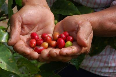 El consumo de Comercio Justo creció un 6% en 2012 en España hasta alcanzar los 28 millones de euros