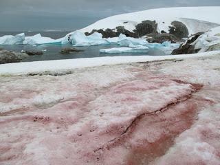 La nieve rosa