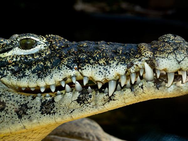 Soñar con cocodrilos y caimanes. Significado de los sueños y pesadillas con cocodrilos sueños con cocodrilo y caimán
