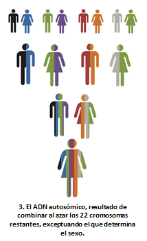 El ADN y nuestra genealogía (II): Aplicación práctica adn3
