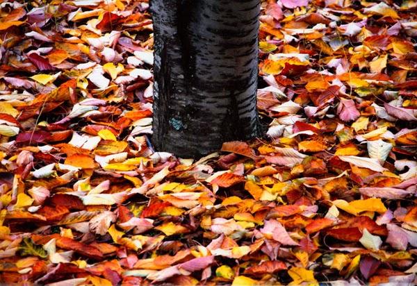 La OTOÑADA 2013 ya tiene su imagen La OTOÑADA 2013 ya tiene su imagen