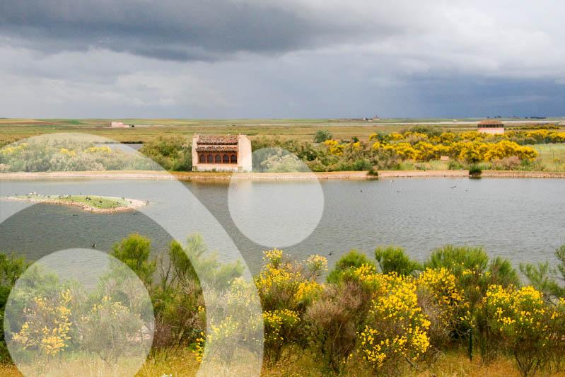 Villafáfila … un paraiso para la invernada de patos villafafila 3