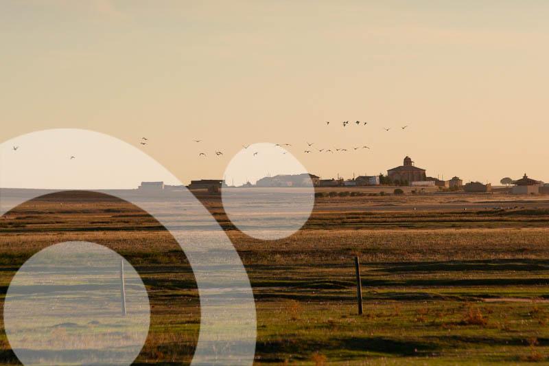 Villafáfila … un paraiso para la invernada de patos villafafila 2