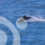 Ver cetáceos en los parques naturales de España