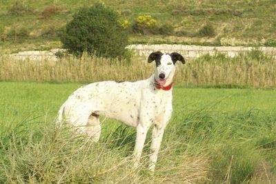 La escapista..... La escapista.....