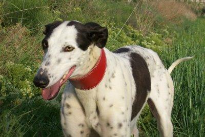 La escapista..... La escapista.....