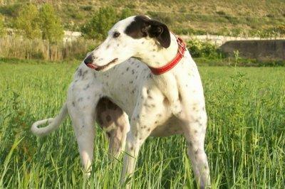 La escapista..... La escapista.....