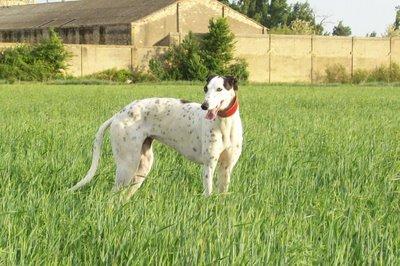 La escapista..... La escapista.....