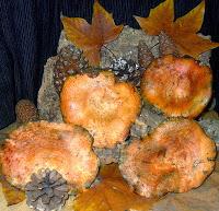 Pollo con rovellons (níscalos) y patatas Pollo con rovellons (níscalos) y patatas