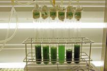 Biocombustibles de microalgas (II) laboratorio-biocombustible