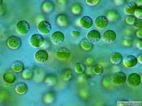Biocombustibles de microalgas (II) Chlorophyceae2
