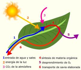 Biocombustibles de microalgas (II) fotosintesis2_intef