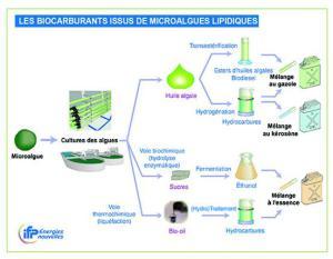 Biocombustibles de microalgas (II) Biocombustibles producidos a partir de microalgas. /IFPEN.