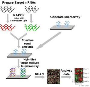 microarray