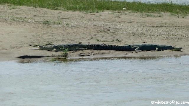 cocodrilos en Chitwan