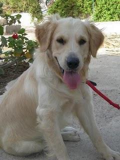 Oliver, precioso golden retriever de un año en adopción (Almería)