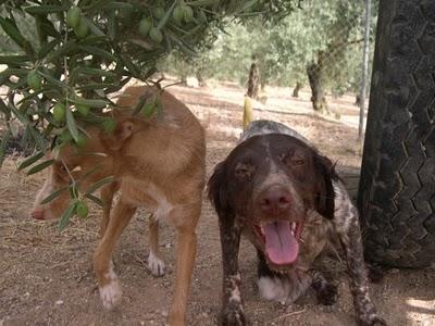 Podenco y bretona junto carretera (Cordoba)