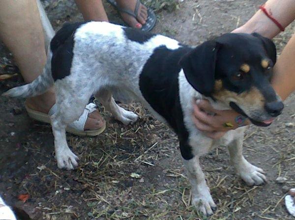 Tres desechos de rehala, sólo han encontrado un trastero donde meterlos , urge sacarlos de alli (Cáceres)