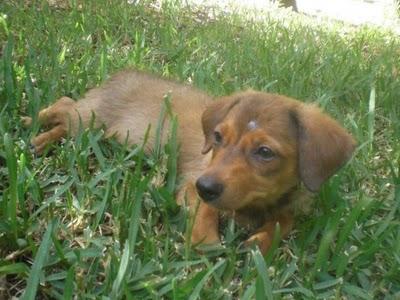 Cinta, cachorrita cruce Teckel, muy maltratada (Cadiz)