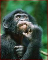 Cavilaciones estranguladas. Cavilaciones estranguladas.