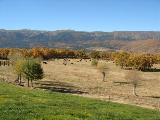 Arquitectura rural